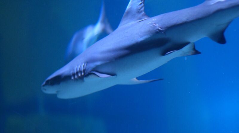 VGP Marine Kingdom Records Rare Bamboo Shark Breeding in India